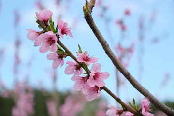 Hello spring, tree, branch of pink peach blossoms, blue sky background.