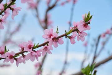 Hello spring, tree, branch of pink peach blossoms, blue sky background.