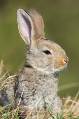 rabbit hare while  on grass background