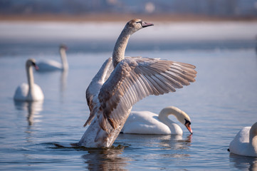 White Swan floats on water surface