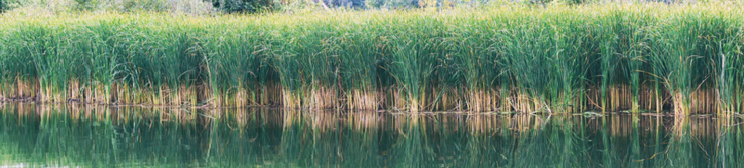 Reed, sedge or reed on lake or pond