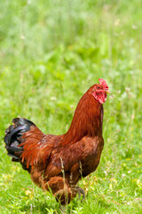 Cock close up on the farm, green grass background