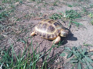 Tturtle