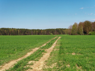 Fototapeta premium spring fresh young greens in the field and forest