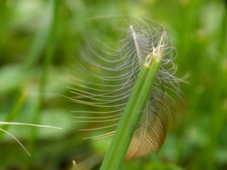 feather bird in green grass