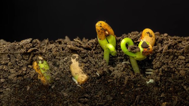 Bean Sprout Growing Timelapse on a Black Background