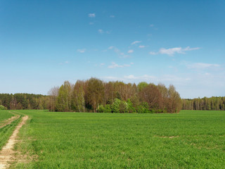 spring fresh young greens in the field and forest