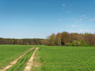 Fototapeta na wymiar spring fresh young greens in the field and forest