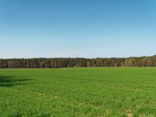 spring fresh young greens in the field and forest