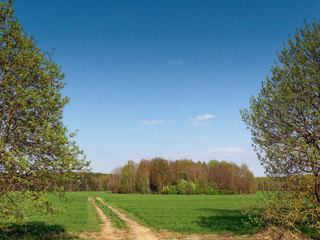 spring fresh young greens in the field and forest