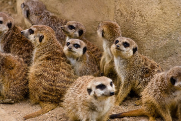 Meerkats