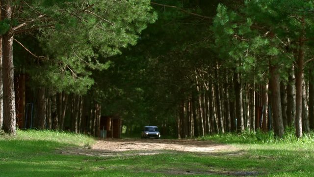 Wood path with pines along sides. Forester driving around his forest land
