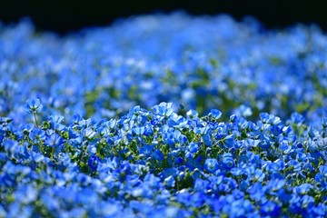 満開のネモフィラブルーの情景