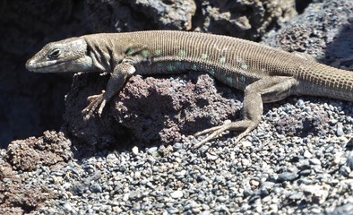 lézard de Lanzarote