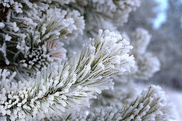 Naklejka na ściany i meble pine needles on the branch are covered with snow frost in severe frost