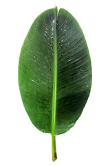 Fototapeta premium Banana leaf (isolated on white and clipping path)