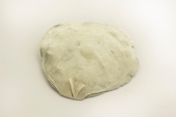 Placuna placenta on a white background.