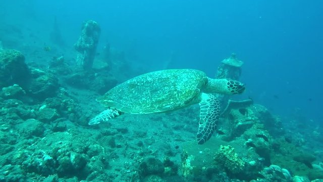 Sea turtle - Hawksbill turtle - Eretmochelys imbricata in the ocean. Underwater world. Tulamben, Bali, Indonesia.