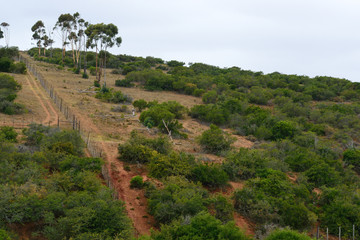 Fototapeta na wymiar 南アフリカ　野生動物保護区