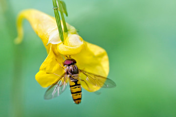 honey fly on flower