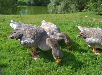 Two gray geese nibble grass against a lake. Birds in natural habitat. Close-up