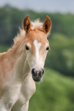 Cute Haflinger horse foal in a meadow, head with a white blaze marking