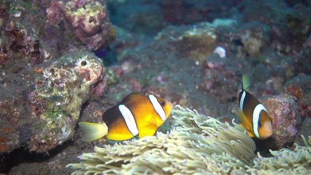 Funny fish Nemo clown in anemone. Underwater world. Tulamben, Bali, Indonesia.