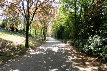 Fototapeta premium blick auf eine kleine straße umringt von bäumen in geeste emsland deutschland fotografiert während eines spaziergangs in der natur an einem sonnigen tag