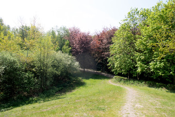 blick auf einen kleinen pfad in einen wald führend in geeste emsland deutschland fotografiert während eines spaziergangs in der natur an einem sonnigen tag