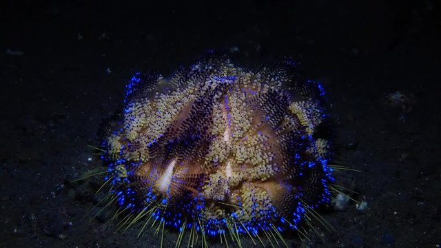 Sea fire urchin. Underwater life. Tulamben, Bali, Indonesia.