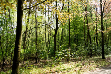 Naklejka premium blick auf bäume im wald in geeste emsland deutschland fotografiert während eines spaziergangs in der natur an einem sonnigen tag