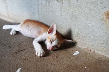 poor kitten sleeping alone on dirty ground