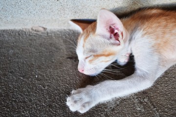 Fototapeta na wymiar poor kitten sleeping alone on dirty ground