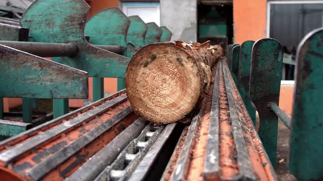 Log transport to saw line. Cutting line in saw mill. Processing of timber