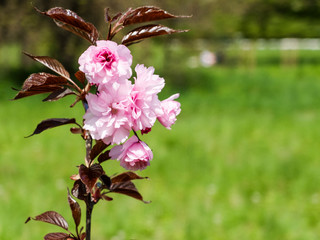 blooming branch with pink flowers in spring close up
