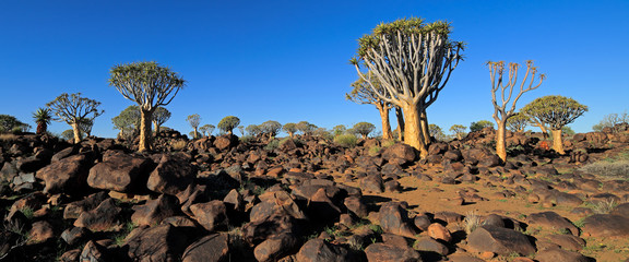 Panoramic landscape of quiver trees (Aloe dichotoma) and granite rocks, Namibia.