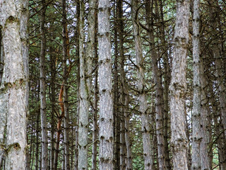 tree trunks in a pine forest
