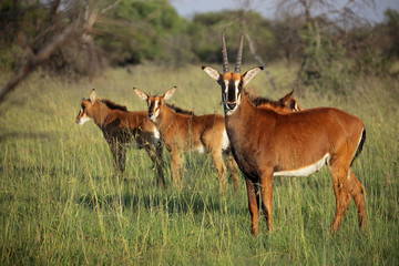 Naklejka na ściany i meble A family group of sable antelopes (Hippotragus niger) in natural habitat, South Africa.