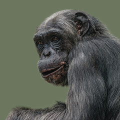 Portrait of curious Chimpanzee like asking a question, at smooth background