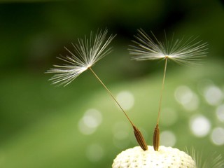 white dandelion seeds in the spring