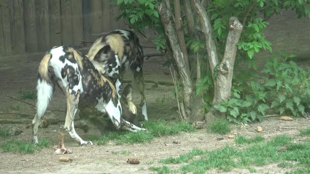 The African wild dog (Lycaon pictus)