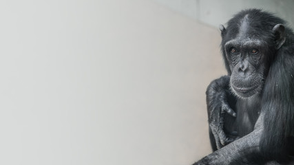 Portrait of curious wondered Chimpanzee at smooth uniform background, extreme closeup, details, paste space