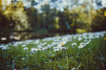 yellow flowers and leaves