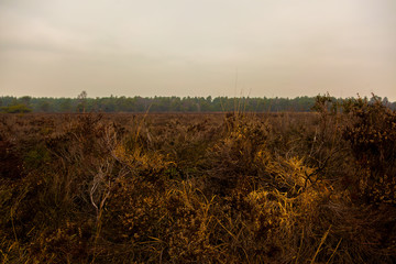 sunset over wheat field