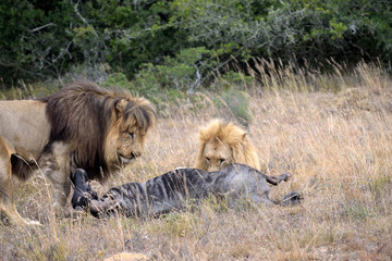 獲物を捕らえたライオン