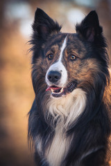 Sable Border Collie portrait