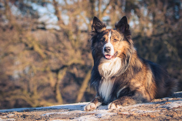 Border Collie lying down