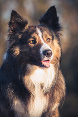Border Collie headshot