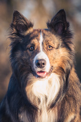 Sable Border Collie portrait