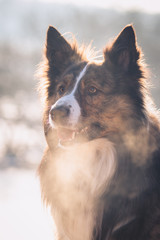 Border Collie breathing air